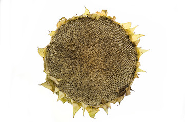 Image showing Eaten sunflower isolated