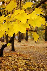 Image showing Autumn leaves