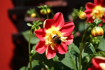 Image showing Flower