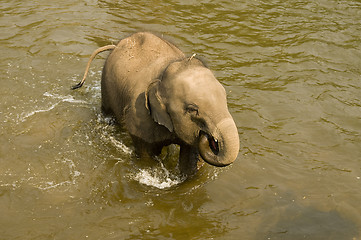 Image showing Young asian elephant