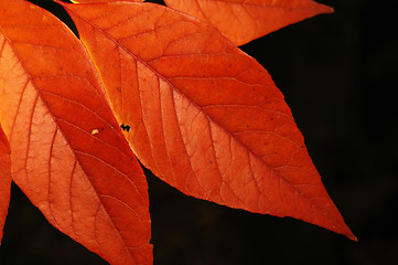 Image showing Autumn leaves