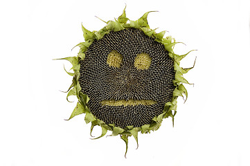 Image showing sunflower isolated