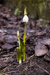 Image showing First flower this spring