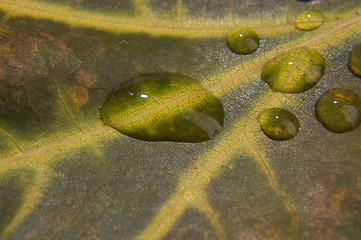 Image showing Water drop on autumn leaf