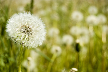 Image showing Dandelion field