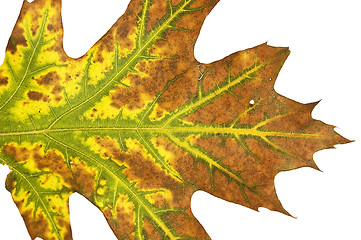 Image showing Macro autumn leaf