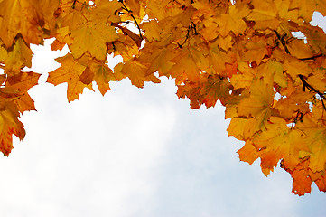 Image showing Leaves and blue sky