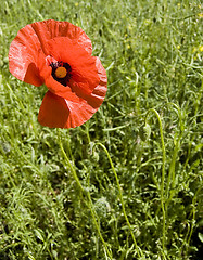 Image showing poppy flower