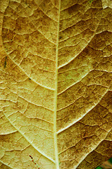 Image showing Autumn leaves