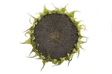 Image showing Sunflower isolated