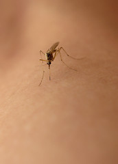 Image showing Mosquito sucking blood