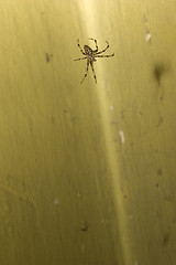 Image showing Spider on web