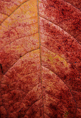 Image showing Autumn leaves