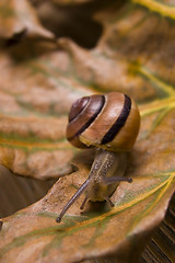 Image showing Snail on autumn leaves