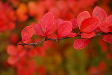 Image showing Autumn leaves