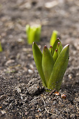 Image showing First flower this spring