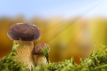 Image showing Mushrooms  autumn scene.