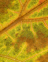 Image showing Macro leaf