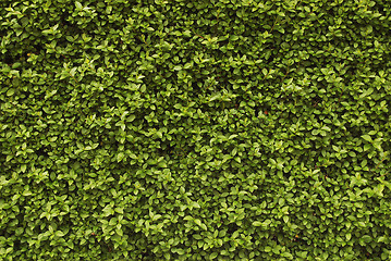 Image showing Seamless background - hedge