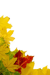 Image showing Autumn leaves