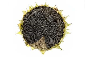 Image showing Sunflower isolated