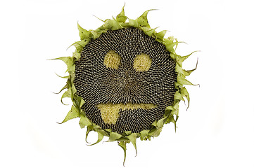 Image showing Sunflower isolated