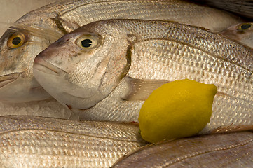 Image showing Fresh fish