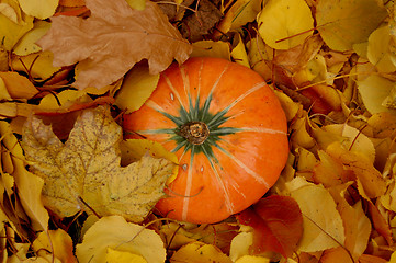Image showing Autumn pumpkin