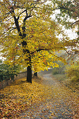 Image showing Fall morning