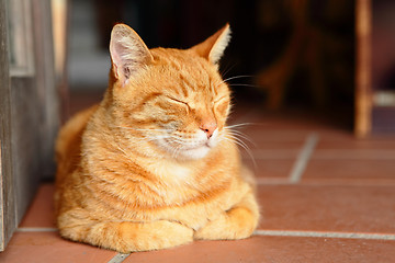 Image showing sleepy cat