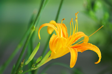 Image showing Day Lily - Hemerocallis fulva