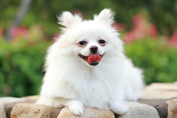 Image showing white pomeranian dog