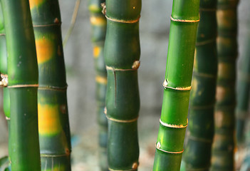 Image showing bamboo