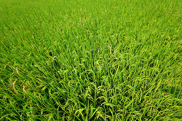 Image showing Paddy Rice