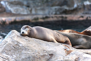 Image showing sea lion