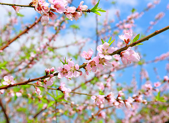 Image showing Chinese new year decoration flower-peach blossom