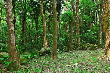 Image showing green forest