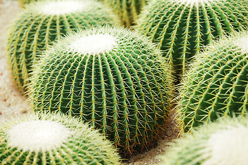 Image showing Cactus