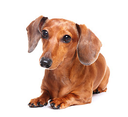 Image showing dachshund dog