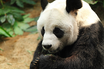 Image showing panda