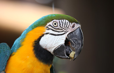Image showing Macaw parrot