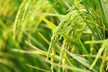 Image showing Close up of green paddy rice