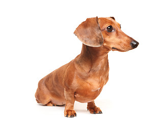 Image showing dachshund dog