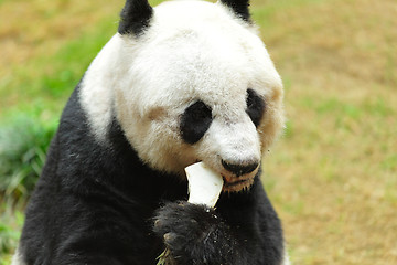 Image showing panda