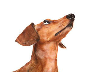 Image showing dachshund dog look up