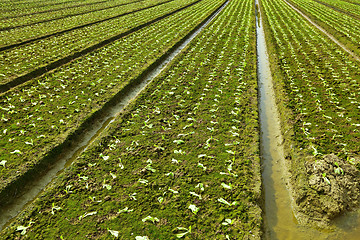 Image showing farm field