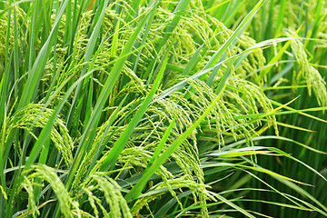 Image showing Paddy Rice