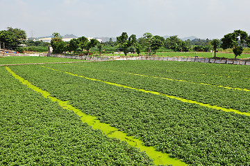 Image showing farm field