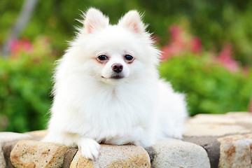 Image showing white pomeranian dog