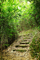 Image showing path in bamboo forest